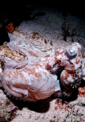 D uring a night dive on Villa Blanco Wall, this Octopus a... by Steven Anderson 